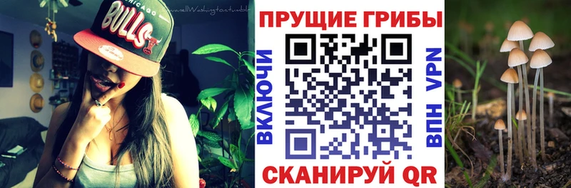 Галлюциногенные грибы Psilocybine cubensis  как найти закладки  blacksprut ссылки  Любим 